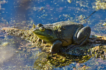 Bull Frog