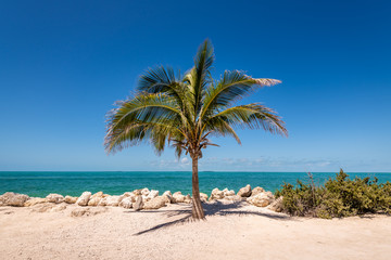 Lone Palm Tree of Fort Zachary Taylor