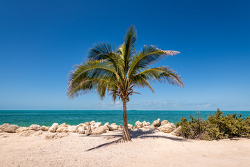 Obraz premium Lone Palm Tree of Fort Zachary Taylor