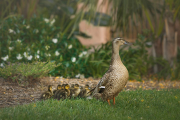 mama goose with babies
