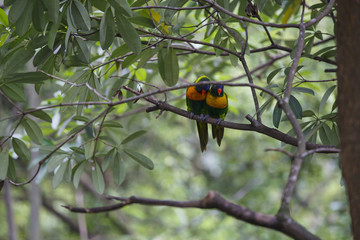 ゴシキセイインコ
