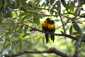 ゴシキセイインコ