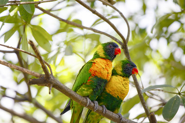 ゴシキセイインコ