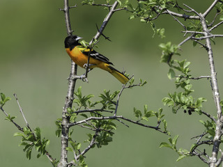 Male Baltimore Oriole in Spring