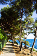 Obraz premium Mediterranean nature in the Tour of Cap Ferrat Hiking Trail, walking trail winds its way around the edge of the peninsula and alongside numerous millionnaires’ villas.