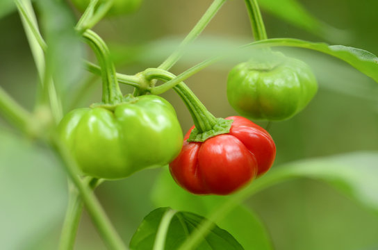 Organic red and green pumpkin pepper on natural green background.