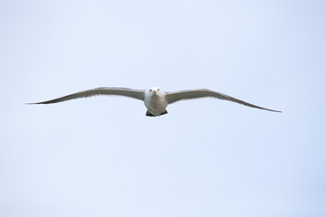 ウミネコ　成鳥　Black-tailed gull	