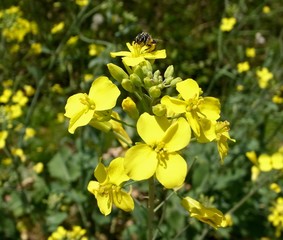 のらぼう菜の花