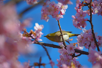 河津桜とメジロ