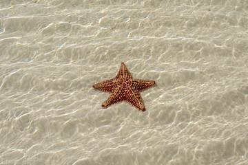 Fototapeta na wymiar Starfish in the sea, background with copy space