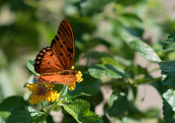 butterfly on yellow flower