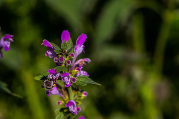 The bee on the deadnettle