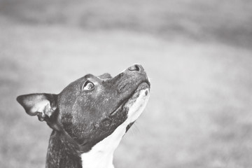 black and white side dog