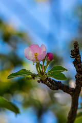 The branch with pink blossom flower