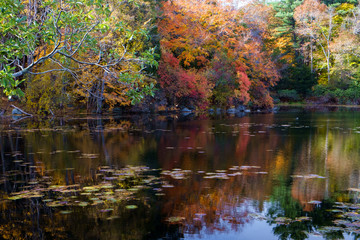 Fall Colors Reflected into a Pond