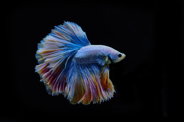 Capture the moving moment of white siamese fighting fish isolated on black background