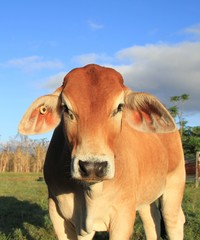 Brahman cross cattle in paddock