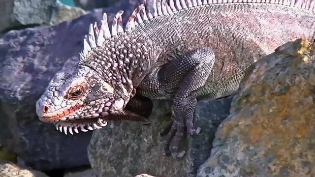Close up of a dragon lizard, iguana, walking through the rocks