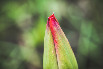 Bud of tulip flower in the garden. Selective focus. Shallow depth of field.