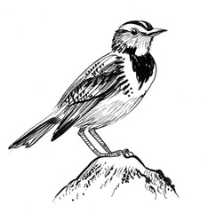 Bird sitting on a rock. Ink black and white illustration