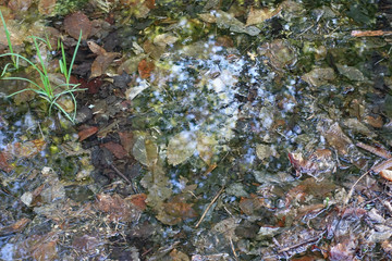 Forest swamp with green grass and trees reflections on the water