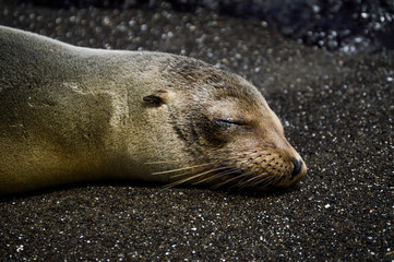 Galapagos - Ecuador