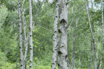 Spring birch forest