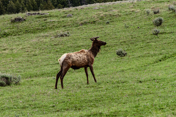 Elk