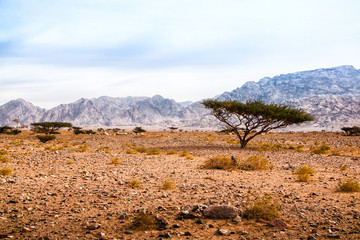 Trees in the desert in a day