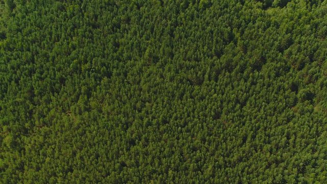 Aerial view camera moves rising up from green forest of dense mixed tree tops of pine trees and birches 4k