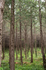 Fototapeta premium 枯れ木の山林