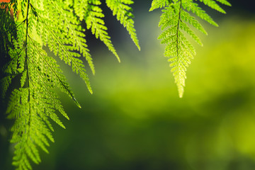 Fern leaf green nature background evening light