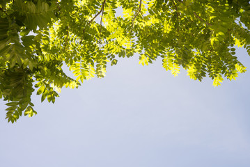 green leaf on blue sky for backgr
