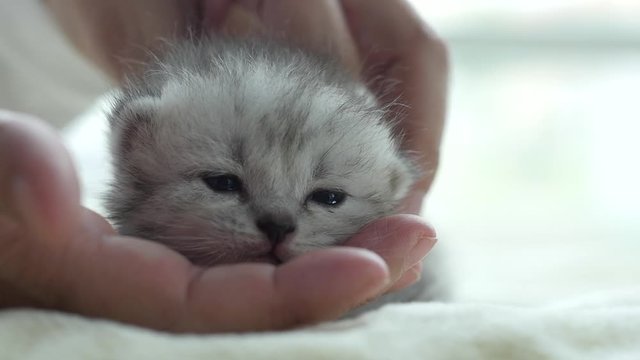 Asian woman playing with her tabby kitten,slow motion 