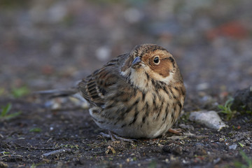Little bunting (Emberiza pusilla)