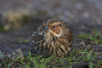 Little bunting (Emberiza pusilla)