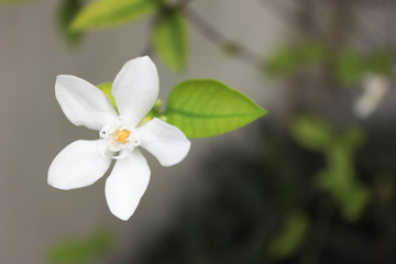 Naklejka na ściany i meble Beautiful Orange jasmine flower, White flower, Orange Jessamine flower, Beautiful flower in the garden