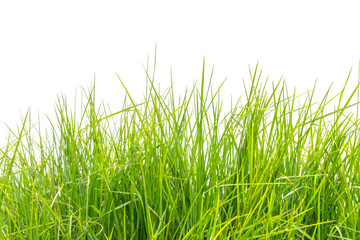 Fototapeta premium herbe