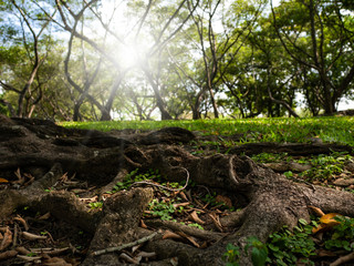 Sunrise in a beautiful forest