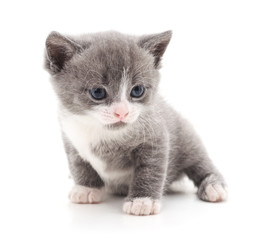 Little gray kitten.