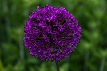 Violette Lauchblüte