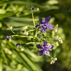 Blue Aquilegia Flowers - Top View.