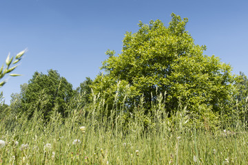 View of grass on green leaves of walnut.