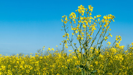 single rape flowers in front of a rape field blue sky