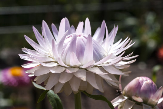 ムギワラギク Images Browse 99 Stock Photos Vectors And Video Adobe Stock ムギワラギク Images Browse 99 Stock Photos Vectors And Video Adobe Stock