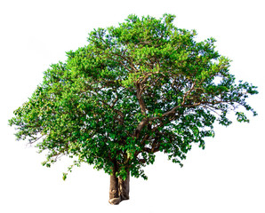 Isolate green tree white clipping path  on white background. Tropical tree on Thailand.