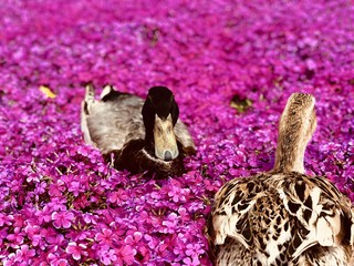 芝桜と鴨