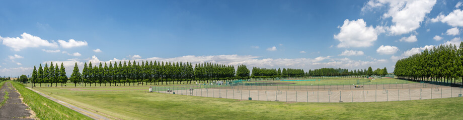 Obraz premium メタセコイアの並木に囲まれたグラウンドに