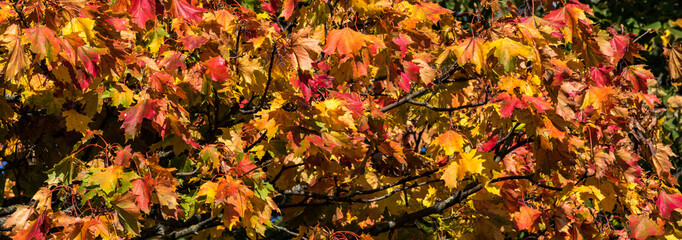 Ahorn in Herbstfarben