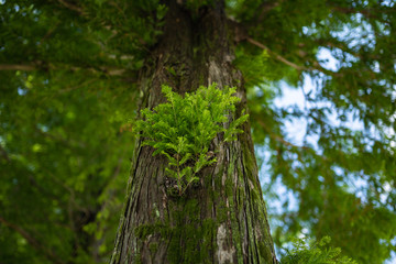 メタセコイアの若木
